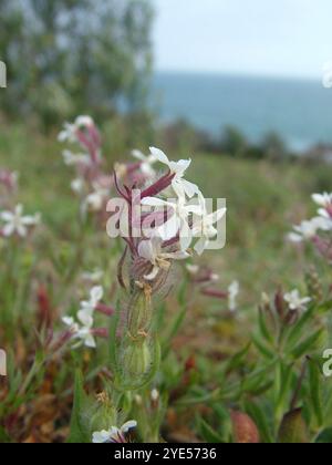 Die kleinblütige Fliege „Silene gallica“ blüht im späten Frühjahr an den Garnisonwänden auf der Insel St. Marys auf den Inseln des Scilly-Archipels Stockfoto