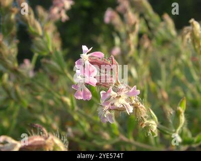 Die kleinblütige Fliege „Silene gallica“ blüht im späten Frühjahr an den Garnisonwänden auf der Insel St. Marys auf den Inseln des Scilly-Archipels Stockfoto