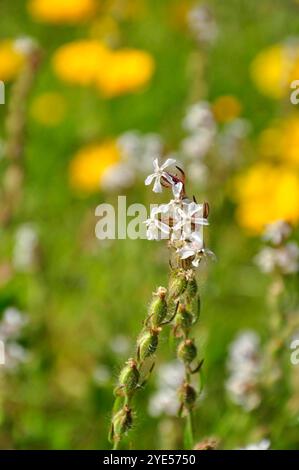 Die kleinblütige Fliege „Silene gallica“ blüht im späten Frühjahr an den Garnisonwänden auf der Insel St. Marys auf den Inseln des Scilly-Archipels Stockfoto