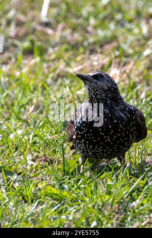 Europäischer Starling mit schillerndem Gefieder. Isst Insekten, Früchte und Samen. Foto auf Bull Island, Irland. Stockfoto