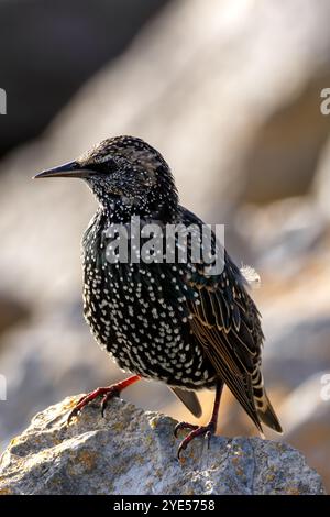 Europäischer Starling mit schillerndem Gefieder. Isst Insekten, Früchte und Samen. Foto auf Bull Island, Irland. Stockfoto