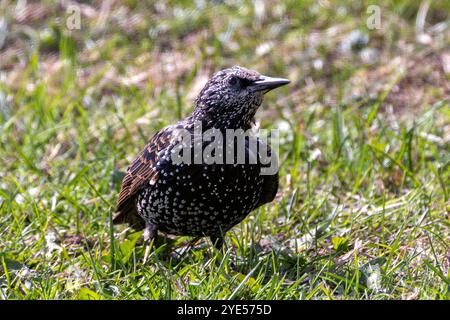 Europäischer Starling mit schillerndem Gefieder. Isst Insekten, Früchte und Samen. Foto auf Bull Island, Irland. Stockfoto