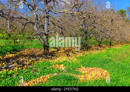 Infektionskrankheiten haben sich im Garten ausgebreitet, Äpfel, die von Bäumen gefallen sind, sind am Boden verrottet. Stockfoto