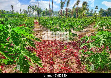 Jungpflanzen Papayas, auf einer tropischen Insel auf den Malediven, mittlerer Teil des Indischen Ozeans. Stockfoto