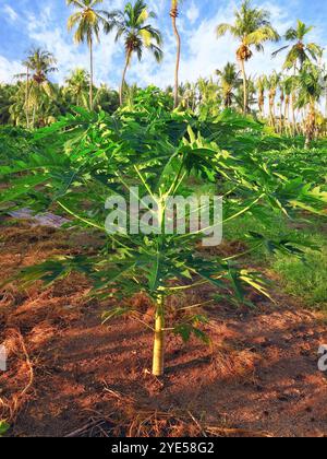 Jungpflanzen Papayas, auf einer tropischen Insel auf den Malediven, mittlerer Teil des Indischen Ozeans. Stockfoto