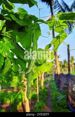 Trichosanthes - serpentine Gurke in Malediven Insel. Stockfoto