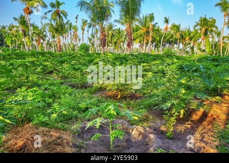 Jungpflanzen Papayas, auf einer tropischen Insel auf den Malediven, mittlerer Teil des Indischen Ozeans. Stockfoto