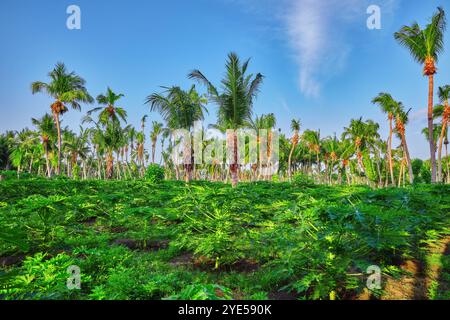 Jungpflanzen Papayas, auf einer tropischen Insel auf den Malediven, mittlerer Teil des Indischen Ozeans. Stockfoto