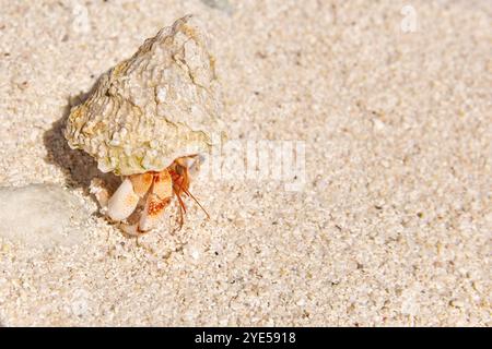 Einsiedlerkrebs am Strand einer tropischen Insel auf den Malediven. Stockfoto