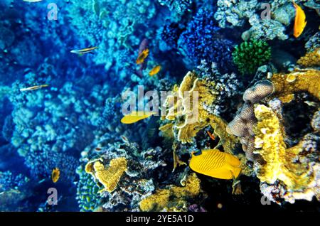 Korallen und Fische in der roten Sea.Masked Schmetterling. Ägypten Stockfoto