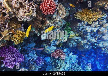 Korallen und Fische in der roten Sea.Masked Schmetterling. Ägypten Stockfoto