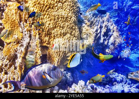 Wunderbare und schöne Unterwasserwelt mit Korallen und tropischen Fischen. Stockfoto