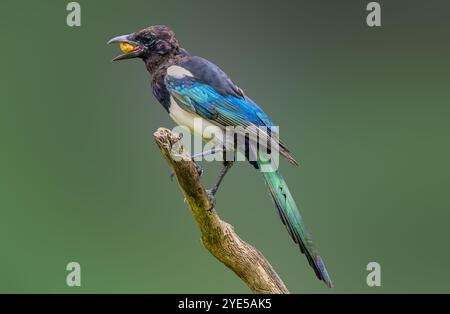 Nahaufnahme der sich formenden Magpie, Pica pica, mit Krallen, die fest an vertikalen toten Ästen haften und mit Nahrung im Schnabel gegen schlichte Hintergründe schauen Stockfoto