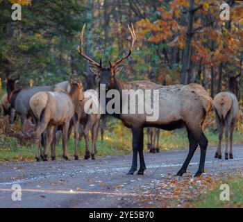 Bullenelch und sein Harem in Clam Lake, Wisconsin. Stockfoto