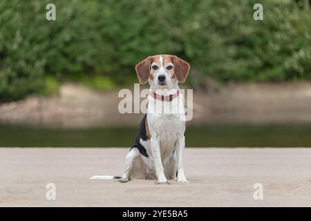 Beagle-Hund sitzt im Park auf dem Sand am Fluss Stockfoto