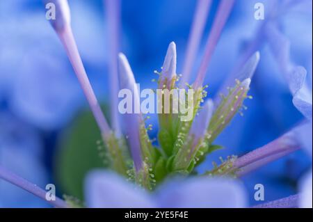 Nahaufnahme von Cape plumbago Blütenknospen mit ihren klebrigen Stachelstämmen. Stockfoto