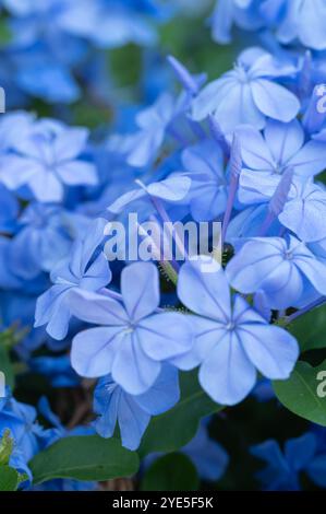 Nahaufnahme einer blühenden Cape plumbago Pflanze, Plumbago auriculata. Stockfoto