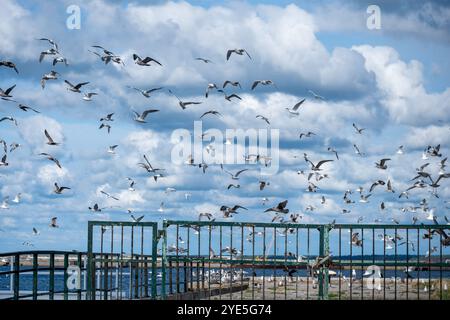 Eine Schar Möwen fliegt über einem grünen Metallgeländer am Rande eines Piers, umgeben von ruhigem Wasser und dynamischem, wolkengefülltem Himmel in der A Stockfoto