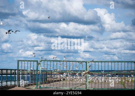 Eine Schar Möwen fliegt in der Nähe eines rostigen grünen Tors mit Blick auf das ruhige Wasser. Der Tag ist hell mit verstreuten Wolken am Himmel, die einen Ser erschaffen Stockfoto