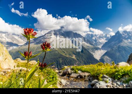 Der Gipfel des Petit Dru bietet schroffe Gipfel und Felsformationen vor klarem Himmel. Felsiger Gipfel des Aiguilles de Dru, les Drus in den Chamonix Alpen Stockfoto