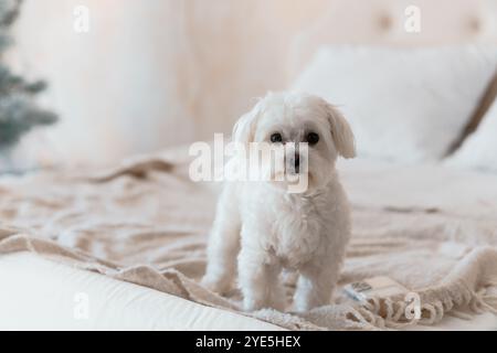 Entzückender maltesischer Hund auf einem gemütlichen Bett. Stockfoto