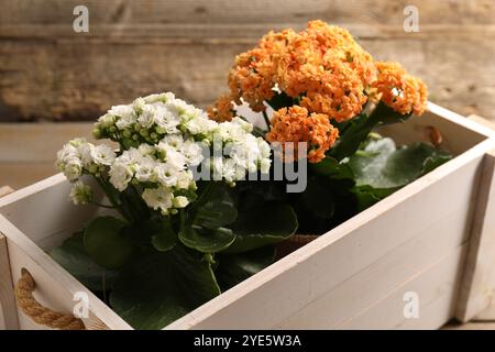 Wunderschöne kalanchoe Blumen in Töpfen in der Kiste in der Nähe einer Holzwand, Nahaufnahme Stockfoto