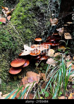 Viele Pilze auf dem Stamm einer Birke, Herbstzeit Stockfoto