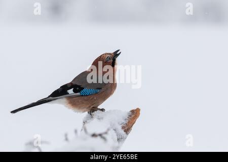 Nahaufnahme des Eurasischen jay (Garrulus glandarius), der auf dem schneebedeckten Zweig hockt, mit offenem Schnabel nach oben blickt. Leichter Schneefall an einem Wintertag. Stockfoto