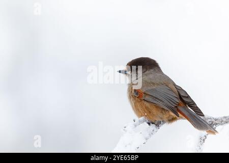 Nahaufnahme des Eurasischen jay (Garrulus glandarius), der auf dem schneebedeckten Zweig hockt, mit offenem Schnabel nach oben blickt. Leichter Schneefall an einem Wintertag. Stockfoto