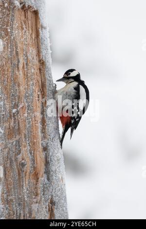 Männlicher Großspecht (Dendrocopos Major), mit aufgestauten Federn, der an einem kalten Wintertag auf einem schneebedeckten Baumstamm thront. Seitenansicht Stockfoto