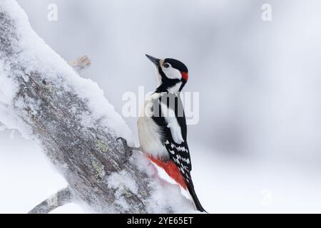 Männlicher Großspecht (Dendrocopos Major), der an einem kalten Wintertag auf schneebedecktem Baumstamm hockt. Seitenansicht. Nahaufnahme. Isoliert. Finnland Stockfoto