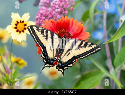 Makro eines westlichen Tigerschwalbenschwanz-Schmetterlings (papilio rutulus), der sich an einer roten Coreopsis-Blume ernährt - Flügel offen Stockfoto