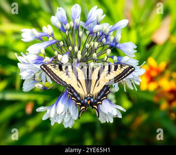 Makro eines westlichen Tigerschwalbenschwanz-Schmetterlings (papilio rutulus), der auf einer Agapanthusblume ruht - Flügel offen Stockfoto