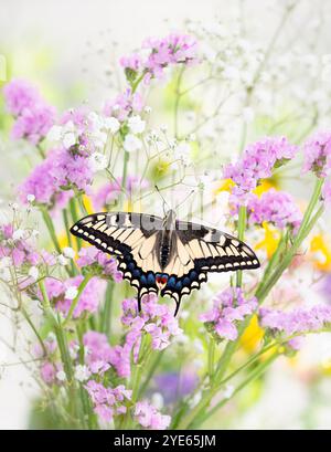 Makro eines Oregons Schwalbenschwanz (papilio bairdii oregonius) Schmetterlings auf einem Blumenstrauß - Flügel ausgebreitet Stockfoto