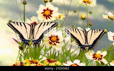 Makro von zwei zweischwänzigen Schwalbenschwanzfalter (papilio Multicaudata), die zwischen gelben Coreopsis-Blüten ruhen - Flügel offen Stockfoto