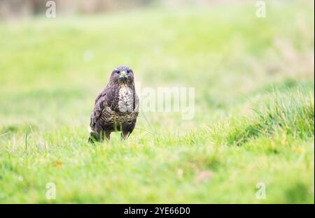 Bussard (Buteo buteo) auf der Suche auf einem Grasfeld Stockfoto