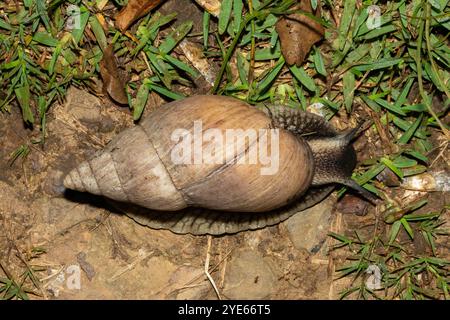 Südafrikas größte Landschnecke, der Brownlipped Agate (Metachatina kraussi), in freier Wildbahn Stockfoto