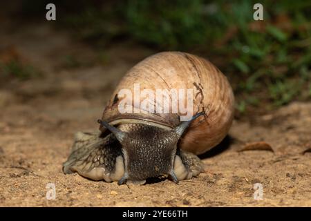 Südafrikas größte Landschnecke, der Brownlipped Agate (Metachatina kraussi), in freier Wildbahn Stockfoto