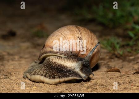 Südafrikas größte Landschnecke, der Brownlipped Agate (Metachatina kraussi), in freier Wildbahn Stockfoto