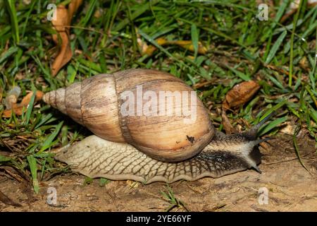 Südafrikas größte Landschnecke, der Brownlipped Agate (Metachatina kraussi), in freier Wildbahn Stockfoto