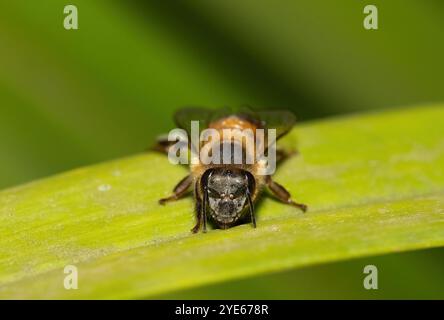 Nahaufnahme einer wunderschönen westlichen Honigbiene (APIs mellifera) Stockfoto