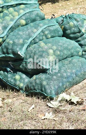 Ein Haufen gesackter schwarzer Walnüsse, Juglans Nigra, im Herbst des Jahres gesammelt, bereit zum Verkauf oder zur Rumpf- und Ernte für gesunde, biologische Leckereien. Stockfoto