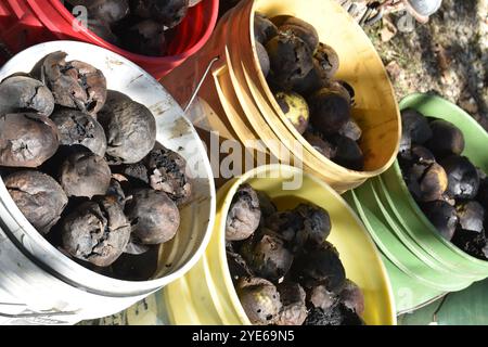 Eimer mit schwarzen Walnüssen, Juglans Nigra, gesammelt im Herbst des Jahres, bereit zum Verkauf oder für Rumpf und Ernte für gesunde, biologische Leckereien. Stockfoto