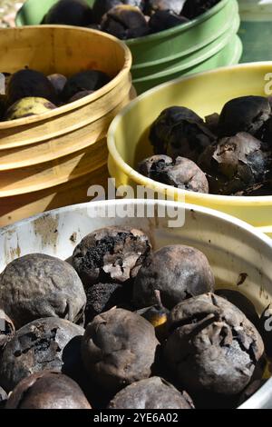 Eimer mit schwarzen Walnüssen, Juglans Nigra, gesammelt im Herbst des Jahres, bereit zum Verkauf oder für Rumpf und Ernte für gesunde, biologische Leckereien. Stockfoto