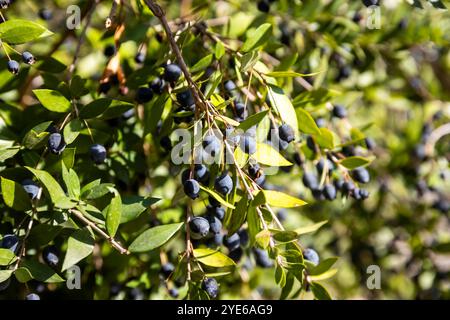 Myrtus communis, die gewöhnliche myrte oder echte myrte, ist eine blühende Pflanzenart aus der myrtle-Familie Myrtaceae. Stockfoto