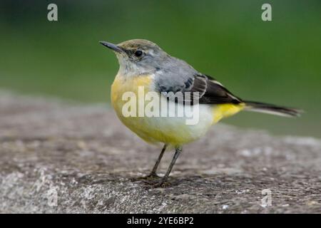 Graue Bachstelze (Motacilla cinerea), männlich im Wintergefieder auf einer Wand, Seitenansicht, Azoren, Faja Grande, Faja Grande Stockfoto