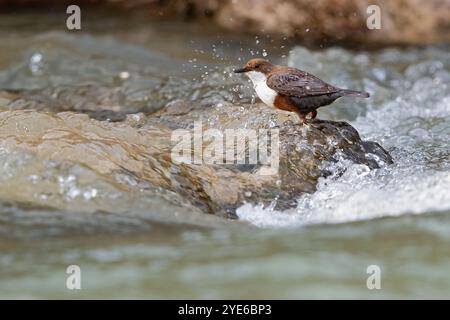 Dipper (Cinclus cinclus aquaticus, Cinclus aquaticus), steht in einem Bach und sucht nach Nahrung, Deutschland, Bayern Stockfoto