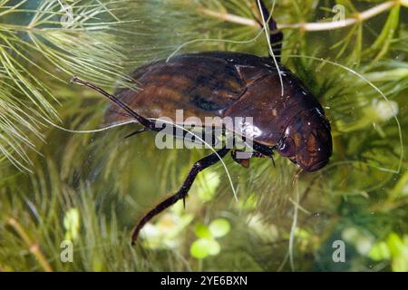 Großer Silberkäfer, großer Schwarzwasserkäfer, großer Silberkäfer, Tauchwasserkäfer (Hydrophilus piceus, Hydrous piceus), Unterwasserkäfer Stockfoto