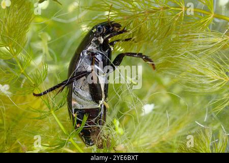 Großer Silberkäfer, großer Schwarzwasserkäfer, großer Silberkäfer, Tauchwasserkäfer (Hydrophilus piceus, Hydrous piceus), Unterwasserkäfer Stockfoto