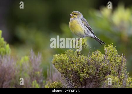 kanarieninsel, Atlantischer Kanarienvogel (Serinus canaria), männlich auf einem Sträucher, Seitenansicht, Azoren Stockfoto